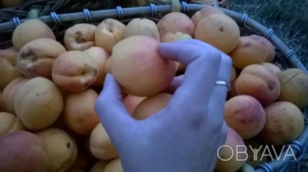 На продажу потрясающие 2-ух годичные саженцы абрикосы.Плоды сладкие,медовые и оч. . фото 1