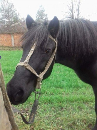 Продам коня, черной масти. 11 лет, в работе спокоен и послушен. Выполняет все се. . фото 2
