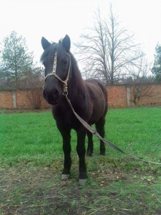 Продам коня, черной масти. 11 лет, в работе спокоен и послушен. Выполняет все се. . фото 4
