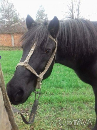 Продам коня, черной масти. 11 лет, в работе спокоен и послушен. Выполняет все се. . фото 1