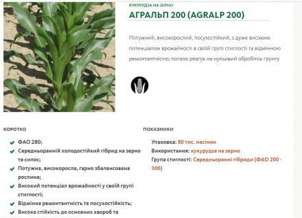 Акція від компанії SAATBAU. Якісне середньораннє насіння (гібриди) кукурузи: Роб. . фото 3