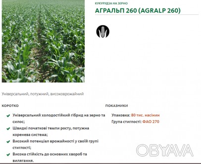 Акція від компанії SAATBAU. Якісне середньораннє насіння (гібриди) кукурузи: Роб. . фото 1