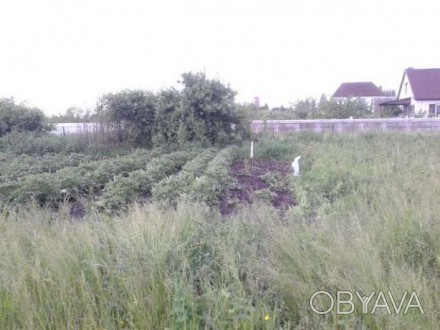 Для строительства жилого дома (с пропиской ),в п.г.т.Барышевка ,от Киева 59 км.П. Барышевка. фото 1