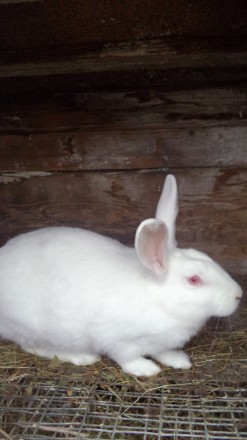 Кролики « ТЕРМОНСЬКА БІЛА »завезені з Європи – порода бройлерна, скоростигла, м'. . фото 2