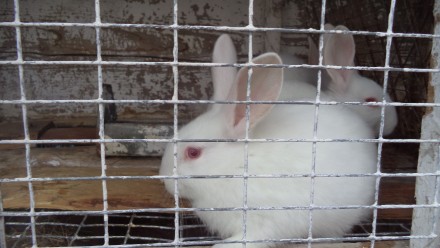 Кролики « ТЕРМОНСЬКА БІЛА »завезені з Європи – порода бройлерна, скоростигла, м'. . фото 3
