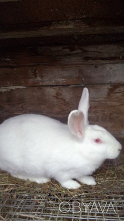 Кролики « ТЕРМОНСЬКА БІЛА »завезені з Європи – порода бройлерна, скоростигла, м'. . фото 1