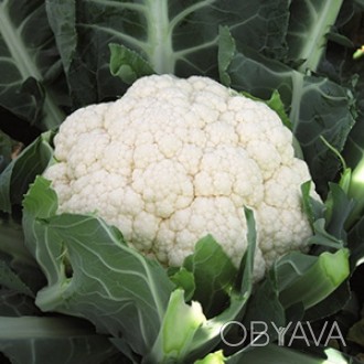 Компанія «AGROVIO», www.agrovio.com.ua пропонує насіння гібрида капусти цвітної . . фото 1