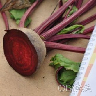 Компанія «AGROVIO», www.agrovio.com.ua пропонує насіння гібрида буряка столового. . фото 1