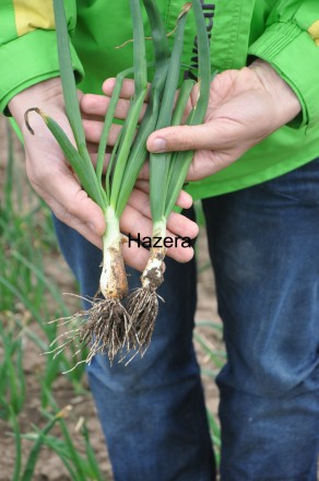 Компанія «AGROVIO», www.agrovio.com.ua пропонує насіння гібрида озимої цибулі Во. . фото 4