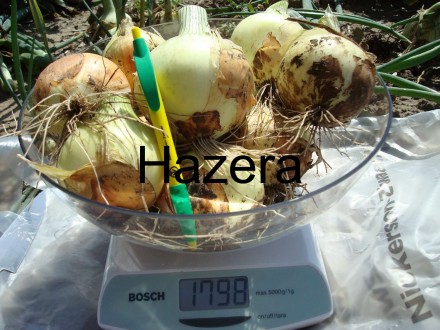Компанія «AGROVIO», www.agrovio.com.ua пропонує насіння гібрида озимої цибулі Во. . фото 3