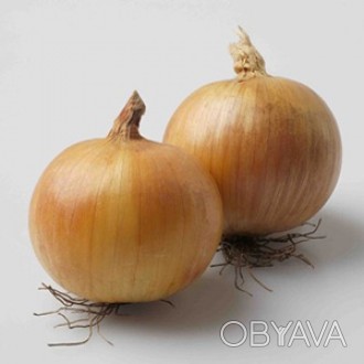 Компанія «AGROVIO», www.agrovio.com.ua пропонує насіння гібрида озимої цибулі Во. . фото 1