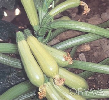 Компанія «AGROVIO», www.agrovio.com.ua пропонує насіння гібрида кабачка Езра F1.. . фото 1