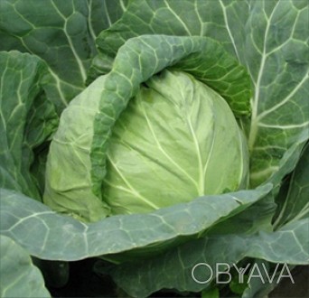 Компанія «AGROVIO», www.agrovio.com.ua пропонує насіння гібрида  капусти білокач. . фото 1