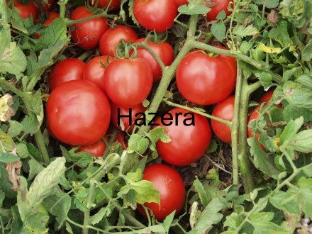 Компанія «AGROVIO», www.agrovio.com.ua пропонує насіння гібрида томата Топкапі F. . фото 3