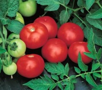 Компанія «AGROVIO», www.agrovio.com.ua пропонує насіння гібрида томата Топкапі F. . фото 2