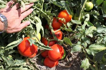 Компанія «AGROVIO», www.agrovio.com.ua пропонує насіння гібрида томата Топкапі F. . фото 4