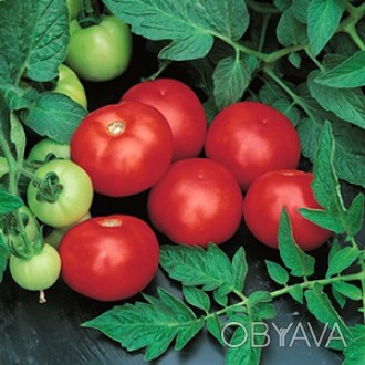 Компанія «AGROVIO», www.agrovio.com.ua пропонує насіння гібрида томата Топкапі F. . фото 1