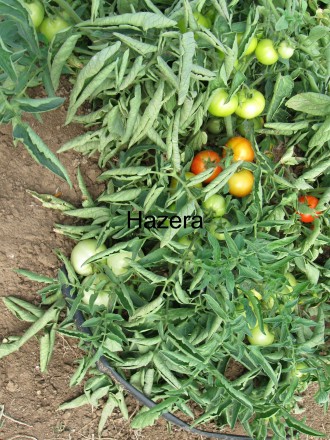 Компанія «AGROVIO», www.agrovio.com.ua пропонує насіння гібрида  томата Ольга F1. . фото 3