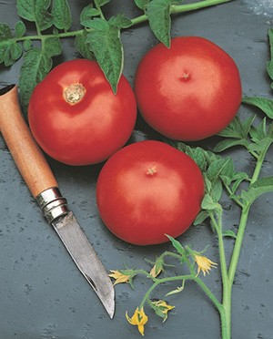 Компанія «AGROVIO», www.agrovio.com.ua пропонує насіння гібрида  томата Ольга F1. . фото 2