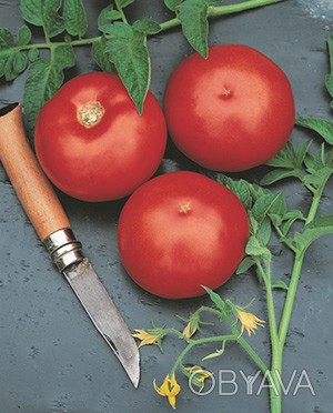 Компанія «AGROVIO», www.agrovio.com.ua пропонує насіння гібрида  томата Ольга F1. . фото 1