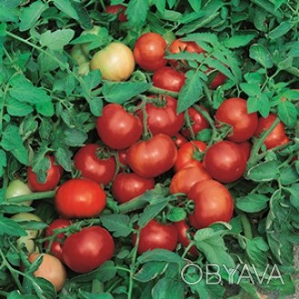 Компанія «AGROVIO», www.agrovio.com.ua пропонує насіння гібрида томата Джокер F1. . фото 1