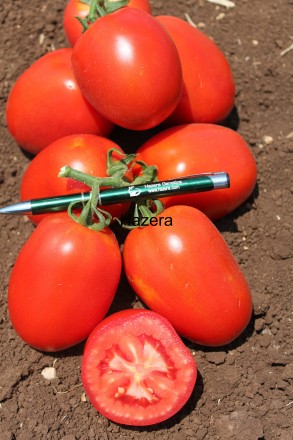 Компанія «AGROVIO», www.agrovio.com.ua пропонує насіння гібрида томата Галілея F. . фото 4