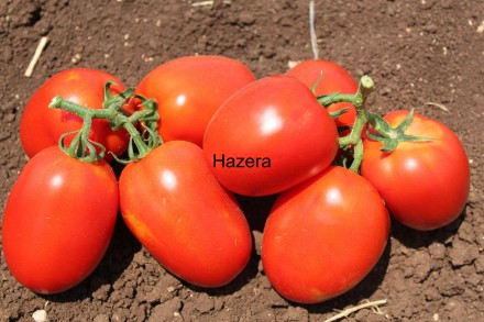 Компанія «AGROVIO», www.agrovio.com.ua пропонує насіння гібрида томата Галілея F. . фото 3