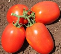Компанія «AGROVIO», www.agrovio.com.ua пропонує насіння гібрида томата Галілея F. . фото 2
