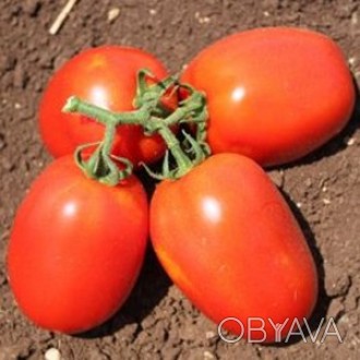 Компанія «AGROVIO», www.agrovio.com.ua пропонує насіння гібрида томата Галілея F. . фото 1