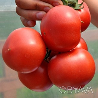 Компанія «AGROVIO», www.agrovio.com.ua пропонує насіння гібрида томата Пінк Джаз. . фото 1