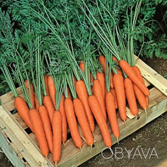 Компанія «AGROVIO», www.agrovio.com.ua пропонує насіння гібрида моркви Престо F1. . фото 1