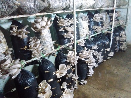 маринованные грибы для ресторана качество отличное. . фото 4