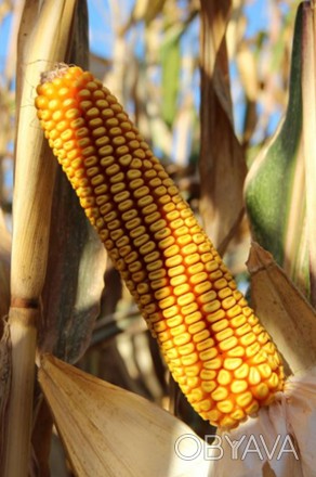 Компанія «AGROVIO», www.agrovio.com.ua пропонує насіння гібрида кукурудзи Маттео. . фото 1