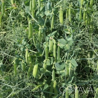 Компанія «AGROVIO», www.agrovio.com.ua пропонує насіння гібрида гороху СТАБІЛ (S. . фото 1