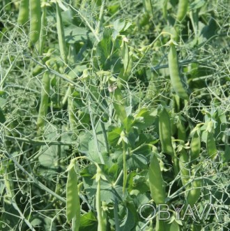 Компанія «AGROVIO», www.agrovio.com.ua пропонує насіння гібрида гороху СТАБІЛ (S. . фото 1