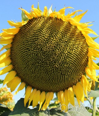 Компанія «AGROVIO», www.agrovio.com.ua пропонує насіння гібрида Насіння соняшник. . фото 1