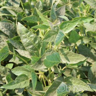 Компанія «AGROVIO», пропонує насіння гібрида сої КАРДІФФ (CARDIFF). 
Виробник к. . фото 1