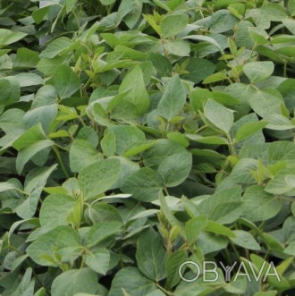 Компанія «AGROVIO», пропонує насіння гібрида сої ПАРАДІС (PARADIS). 
Виробник к. . фото 1