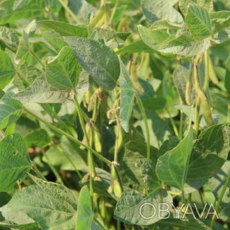 Компанія «AGROVIO», пропонує насіння гібрида сої АБЕЛІНА (ABELINA). 
Виробник к. . фото 1