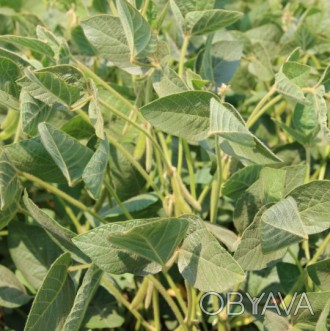 Компанія «AGROVIO», пропонує насіння гібрида  сої СГ АНСЕР (SG ANSER). 
Виробни. . фото 1