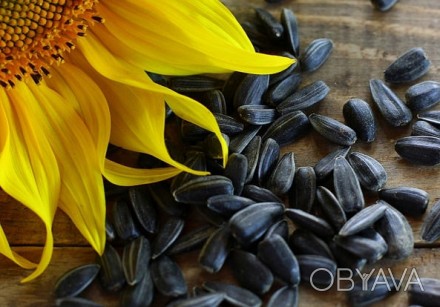 Компанія «AGROVIO» пропонує насіння гібридів соняшника олійного: Кобальт 2, Імпа. . фото 1