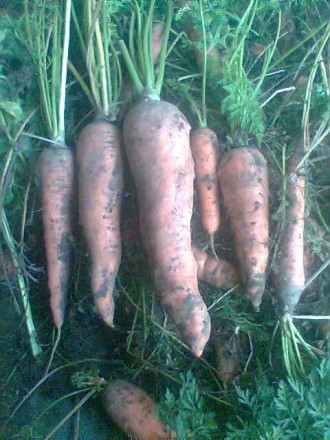 Продам моркву, велику картоплю, картоплю на насіння, червоний буряк. Все вирощен. . фото 2