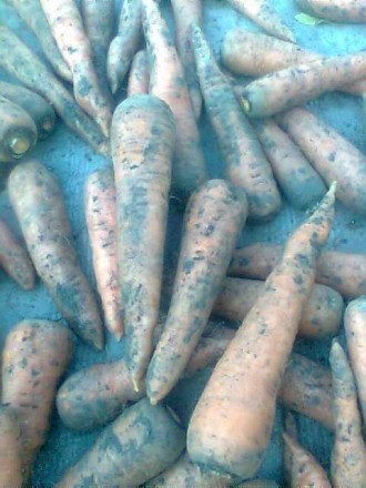 Продам моркву, велику картоплю, картоплю на насіння, червоний буряк. Все вирощен. . фото 3