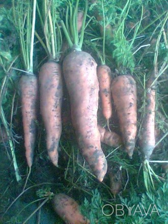 Продам моркву, велику картоплю, картоплю на насіння, червоний буряк. Все вирощен. . фото 1
