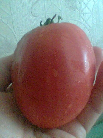 Продаю свои семена коллекционных томатов, выращенных на собственном участке. Сем. . фото 9