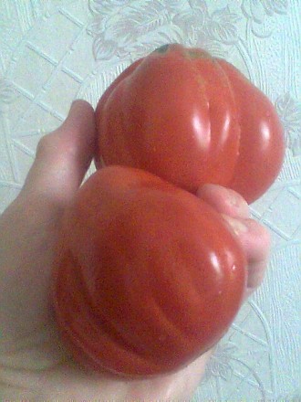 Продаю свои семена коллекционных томатов, выращенных на собственном участке. Сем. . фото 8
