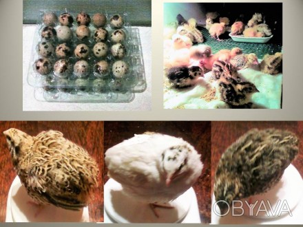 Продаю інкубаційні яйця перепелів трьох порід: фараони, манджурці, техаський біл. . фото 1