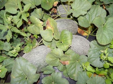 Семена подвоя для выращивания дыни. Очень сильнорослый и холодостойкий подвой. Н. . фото 8