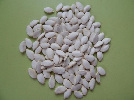 Семена подвоя для выращивания дыни. Очень сильнорослый и холодостойкий подвой. Н. . фото 3
