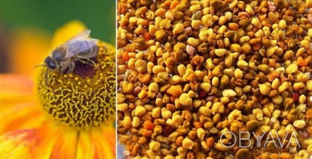 Бджолиний (квітковий пилок). Природні вітаміни
Натуральний продукт 2017 року 
. . фото 1